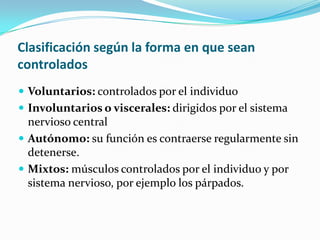 Clasificación según la forma en que sean
controlados
 Voluntarios: controlados por el individuo
 Involuntarios o viscerales: dirigidos por el sistema
  nervioso central
 Autónomo: su función es contraerse regularmente sin
  detenerse.
 Mixtos: músculos controlados por el individuo y por
  sistema nervioso, por ejemplo los párpados.
 