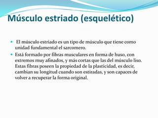 Músculo estriado (esquelético)

 El músculo estriado es un tipo de músculo que tiene como
  unidad fundamental el sarcomero.
 Está formado por fibras musculares en forma de huso, con
  extremos muy afinados, y más cortas que las del músculo liso.
  Estas fibras poseen la propiedad de la plasticidad, es decir,
  cambian su longitud cuando son estiradas, y son capaces de
  volver a recuperar la forma original.
 