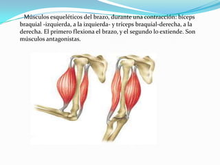 Músculos esqueléticos del brazo, durante una contracción: bíceps
braquial -izquierda, a la izquierda- y tríceps braquial-derecha, a la
derecha. El primero flexiona el brazo, y el segundo lo extiende. Son
músculos antagonistas.
 