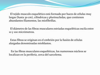 El tejido musculo esquelético está formado por haces de células muy
largas (hasta 30 cm), cilíndricas y plurinucledas, que contienen
abundantes filamentos, las miofibrillas.

 El diámetro de las fibras musculares estriadas esqueléticas oscila entre
10 y 100 micrómetros.

 Estas fibras se originan en el embrión por la fusión de células
alargadas denominadas mioblastos.

  En las fibras musculares esqueléticas, los numerosos núcleos se
localizan en la periferia, cerca del sarcolema.
 