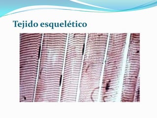 Tejido esquelético
 