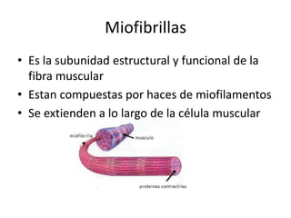 Miofibrillas
• Es la subunidad estructural y funcional de la
  fibra muscular
• Estan compuestas por haces de miofilamentos
• Se extienden a lo largo de la célula muscular
 