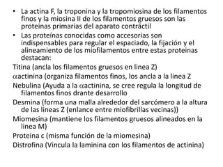 • La actina F, la troponina y la tropomiosina de los filamentos
   finos y la miosina II de los filamentos gruesos son las
   proteinas primarias del aparato contráctil
• Las proteínas conocidas como accesorias son
   indispensables para regular el espaciado, la fijación y el
   alineamiento de los miofilamentos entre estas proteinas
   destacan:
Titina (ancla los filamentos gruesos en linea Z)
  actinina (organiza filamentos finos, los ancla a la linea Z
Nebulina (Ayuda a la actinina, se cree regula la longitud de
   filamentos finos drante desarrollo
Desmina (forma una malla alrededor del sarcómero a la altura
   de las lineas Z (enlance entre miofibrillas vecinas))
Miomesina (mantiene los filamentos gruesos alineados en la
   linea M)
Proteina c (misma función de la miomesina)
Distrofina (Vincula la laminina con los filamentos de actinina)
 