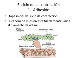 El ciclo de la contracción
               1.- Adhesión
• Etapa inicial del ciclo de contracción
• La cabeza de miosina esta fuertemente unida
  al filamento de actina
 