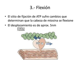 3.- Flexión
• El sitio de fijación de ATP sufre cambios que
  determinan que la cabeza de miosina se flexione
• El desplazamiento es de aprox. 5nm
 