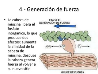 4.- Generación de fuerza
• La cabeza de
  miosina libera el
  fosfato
  inorganico, lo que
  produce dos
  efectos: aumenta
  la afinidad de la
  cabeza de
  miosina, despues
  la cabeza genera
  fuerza al volver a
  su nuevo sitio
 