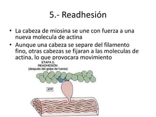 5.- Readhesión
• La cabeza de miosina se une con fuerza a una
  nueva molecula de actina
• Aunque una cabeza se separe del filamento
  fino, otras cabezas se fijaran a las moleculas de
  actina, lo que provocara movimiento
 