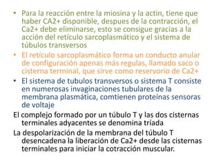 • Para la reacción entre la miosina y la actin, tiene que
   haber CA2+ disponible, despues de la contracción, el
   Ca2+ debe eliminarse, esto se consigue gracias a la
   acción del retículo sarcoplasmático y el sistema de
   túbulos transversos
• El retículo sarcoplasmático forma un conducto anular
   de configuración apenas más regulas, llamado saco o
   cisterna terminal, que sirve como reservorio de Ca2+
• El sistema de tubulos transversos o sistema T consiste
   en numerosas invaginaciones tubulares de la
   membrana plasmática, comtienen proteínas sensoras
   de voltaje
El complejo formado por un túbulo T y las dos cisternas
   terminales adyacentes se denomina tríada
La despolarización de la membrana del túbulo T
   desencadena la liberación de Ca2+ desde las cisternas
   terminales para iniciar la cotracción muscular.
 