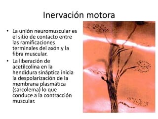 Inervación motora
• La unión neuromuscular es
  el sitio de contacto entre
  las ramificaciones
  terminales del axón y la
  fibra muscular.
• La liberación de
  acetilcolina en la
  hendidura sináptica inicia
  la despolarización de la
  membrana plasmática
  (sarcolema) lo que
  conduce a la contracción
  muscular.
 
