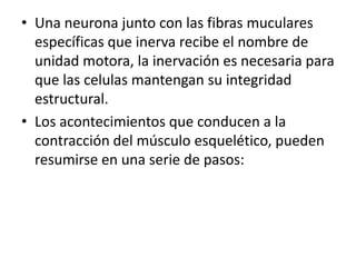 • Una neurona junto con las fibras muculares
  específicas que inerva recibe el nombre de
  unidad motora, la inervación es necesaria para
  que las celulas mantengan su integridad
  estructural.
• Los acontecimientos que conducen a la
  contracción del músculo esquelético, pueden
  resumirse en una serie de pasos:
 