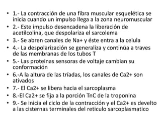 • 1.- La contracción de una fibra muscular esquelética se
  inicia cuando un impulso llega a la zona neuromuscular
• 2.- Este impulso desencadena la liberación de
  acetilcolina, que despolariza el sarcolema
• 3.- Se abren canales de Na+ y éste entra a la celula
• 4.- La despolarización se generaliza y continúa a traves
  de las membranas de los tubos T
• 5.- Las proteinas sensoras de voltaje cambian su
  conformación
• 6.-A la altura de las tríadas, los canales de Ca2+ son
  ativados
• 7.- El Ca2+ se libera hacia el sarcoplasma
• 8.-El Ca2+ se fija a la porción TnC de la troponina
• 9.- Se inicia el ciclo de la contracción y el Ca2+ es develto
  a las cisternas terminales del reticulo sarcoplasmatico
 