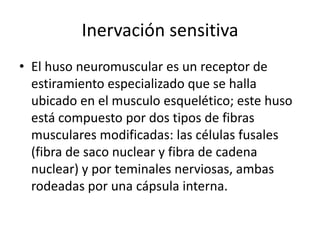 Inervación sensitiva
• El huso neuromuscular es un receptor de
  estiramiento especializado que se halla
  ubicado en el musculo esquelético; este huso
  está compuesto por dos tipos de fibras
  musculares modificadas: las células fusales
  (fibra de saco nuclear y fibra de cadena
  nuclear) y por teminales nerviosas, ambas
  rodeadas por una cápsula interna.
 