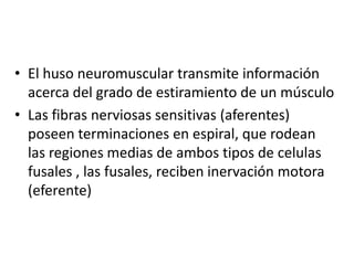 • El huso neuromuscular transmite información
  acerca del grado de estiramiento de un músculo
• Las fibras nerviosas sensitivas (aferentes)
  poseen terminaciones en espiral, que rodean
  las regiones medias de ambos tipos de celulas
  fusales , las fusales, reciben inervación motora
  (eferente)
 