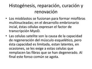 Histogénesis, reparación, curación y
              renovación
• Los mioblastos se fusionan para formar miofibras
  multinucleadas; en el desarrollo embrionario
  incial, éstas células expresan el factor de
  transcripción MyoD.
• Las celulas satelite son la causa de la capacidad
  de regeneración del músculo esquelético, pero
  ésta capacidad es limitada, estan latentes, en
  ocasiones, se les exige a estas celulas que
  remplacen las fibras que se han degenerado. Al
  final este fonso común se agota.
 