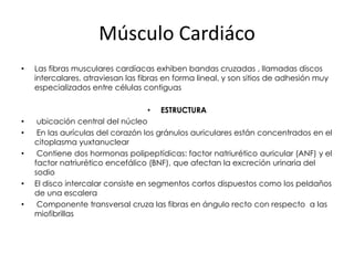 Músculo Cardiáco
•   Las fibras musculares cardíacas exhiben bandas cruzadas , llamadas discos
    intercalares, atraviesan las fibras en forma lineal, y son sitios de adhesión muy
    especializados entre células contiguas

                                    • ESTRUCTURA
•    ubicación central del núcleo
•    En las aurículas del corazón los gránulos auriculares están concentrados en el
    citoplasma yuxtanuclear
•    Contiene dos hormonas polipeptídicas: factor natriurético auricular (ANF) y el
    factor natriurético encefálico (BNF), que afectan la excreción urinaria del
    sodio
•   El disco intercalar consiste en segmentos cortos dispuestos como los peldaños
    de una escalera
•    Componente transversal cruza las fibras en ángulo recto con respecto a las
    miofibrillas
 
