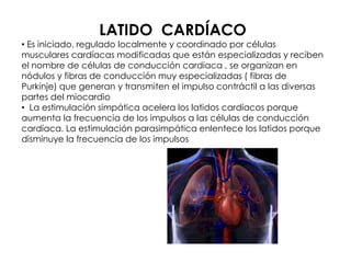LATIDO CARDÍACO
• Es iniciado, regulado localmente y coordinado por células
musculares cardíacas modificadas que están especializadas y reciben
el nombre de células de conducción cardiaca , se organizan en
nódulos y fibras de conducción muy especializadas ( fibras de
Purkinje) que generan y transmiten el impulso contráctil a las diversas
partes del miocardio
• La estimulación simpática acelera los latidos cardíacos porque
aumenta la frecuencia de los impulsos a las células de conducción
cardíaca. La estimulación parasimpática enlentece los latidos porque
disminuye la frecuencia de los impulsos
 