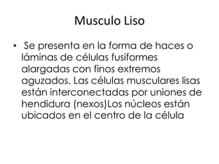 Musculo Liso
• Se presenta en la forma de haces o
  láminas de células fusiformes
  alargadas con finos extremos
  aguzados. Las células musculares lisas
  están interconectadas por uniones de
  hendidura (nexos)Los núcleos están
  ubicados en el centro de la célula
 