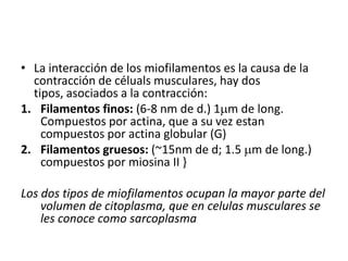 • La interacción de los miofilamentos es la causa de la
  contracción de céluals musculares, hay dos
  tipos, asociados a la contracción:
1. Filamentos finos: (6-8 nm de d.) 1 m de long.
    Compuestos por actina, que a su vez estan
    compuestos por actina globular (G)
2. Filamentos gruesos: (~15nm de d; 1.5 m de long.)
    compuestos por miosina II }

Los dos tipos de miofilamentos ocupan la mayor parte del
    volumen de citoplasma, que en celulas musculares se
    les conoce como sarcoplasma
 