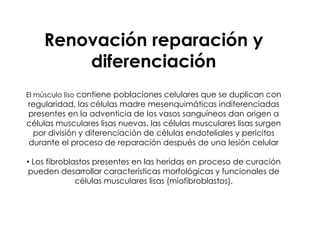 Renovación reparación y
        diferenciación
El músculo liso contiene poblaciones celulares que se duplican con
regularidad, las células madre mesenquimáticas indiferenciadas
presentes en la adventicia de los vasos sanguíneos dan origen a
células musculares lisas nuevas, las células musculares lisas surgen
 por división y diferenciación de células endoteliales y pericitos
durante el proceso de reparación después de una lesión celular

• Los fibroblastos presentes en las heridas en proceso de curación
pueden desarrollar características morfológicas y funcionales de
              células musculares lisas (miofibroblastos).
 
