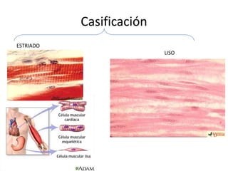 Casificación
ESTRIADO
                          LISO
 