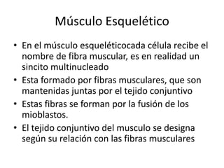 Músculo Esquelético
• En el músculo esqueléticocada célula recibe el
  nombre de fibra muscular, es en realidad un
  sincito multinucleado
• Esta formado por fibras musculares, que son
  mantenidas juntas por el tejido conjuntivo
• Estas fibras se forman por la fusión de los
  mioblastos.
• El tejido conjuntivo del musculo se designa
  según su relación con las fibras musculares
 