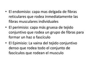 • El endomisio: capa mas delgada de fibras
  reticulares que rodea inmediatamente las
  fibras musculares individuales
• El perimisio: capa más gruesa de tejido
  conjuntivo que rodea un grupo de fibras para
  formar un haz o fascículo
• El Epimisio: La vaina del tejido conjuntivo
  denso que rodea todo el conjunto de
  fascículos que rodean el musculo
 