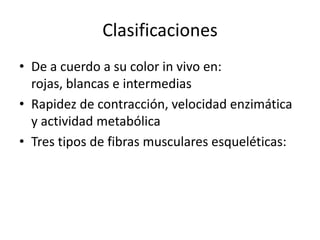 Clasificaciones
• De a cuerdo a su color in vivo en:
  rojas, blancas e intermedias
• Rapidez de contracción, velocidad enzimática
  y actividad metabólica
• Tres tipos de fibras musculares esqueléticas:
 