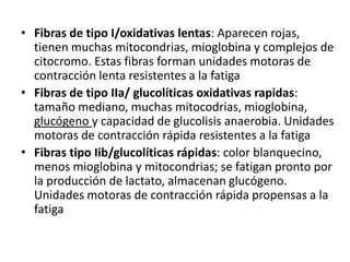 • Fibras de tipo I/oxidativas lentas: Aparecen rojas,
  tienen muchas mitocondrias, mioglobina y complejos de
  citocromo. Estas fibras forman unidades motoras de
  contracción lenta resistentes a la fatiga
• Fibras de tipo IIa/ glucolíticas oxidativas rapidas:
  tamaño mediano, muchas mitocodrias, mioglobina,
  glucógeno y capacidad de glucolisis anaerobia. Unidades
  motoras de contracción rápida resistentes a la fatiga
• Fibras tipo Iib/glucolíticas rápidas: color blanquecino,
  menos mioglobina y mitocondrias; se fatigan pronto por
  la producción de lactato, almacenan glucógeno.
  Unidades motoras de contracción rápida propensas a la
  fatiga
 