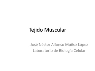 Tejido Muscular

José Néstor Alfonso Muñoz López
 Laboratorio de Biología Celular
 