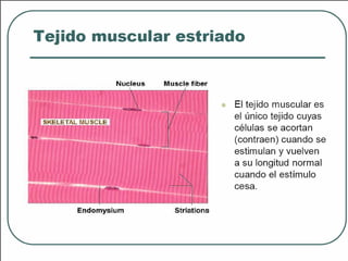 Tejido muscular