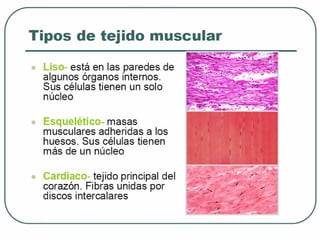 Tejido muscular