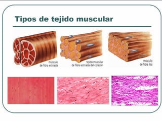Tejido muscular