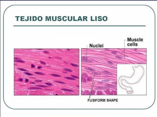 Tejido muscular