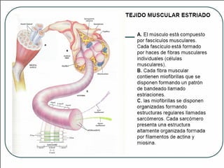 Tejido muscular