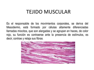 TEJIDO MUSCULAR
Es el responsable de los movimientos corporales, se deriva del
Mesodermo, está formado por células altamente diferenciadas
llamadas miocitos, que son alargadas y se agrupan en haces, de color
rojo, su función es contraerse ante la presencia de estímulos, es
decir, contrae y relaja sus fibras.

 