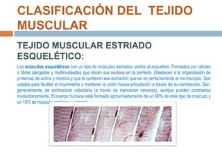 CLASIFICACIÓN DEL TEJIDO
MUSCULAR
TEJIDO MUSCULAR ESTRIADO
ESQUELÉTICO:
Los músculos esqueléticos son un tipo de músculos estriados unidos al esqueleto. Formados por células
o fibras alargadas y multinucleadas que sitúan sus núcleos en la periferia. Obedecen a la organización de
proteínas de actina y miosina y que le confieren esa estriación que se ve perfectamente al microscopio. Son
usados para facilitar el movimiento y mantener la unión hueso-articulación a través de su contracción. Son,
generalmente, de contracción voluntaria (a través de inervación nerviosa), aunque pueden contraerse
involuntariamente. El cuerpo humano está formado aproximadamente de un 90% de este tipo de músculo y
un 10% de músculo cardíaco y visceral.

 