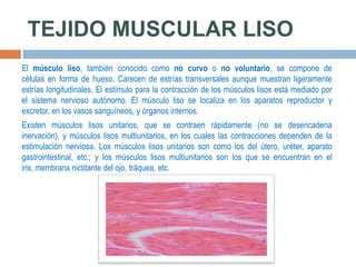 TEJIDO MUSCULAR LISO
El músculo liso, también conocido como no curvo o no voluntario, se compone de
células en forma de hueso. Carecen de estrías transversales aunque muestran ligeramente
estrías longitudinales. El estímulo para la contracción de los músculos lisos está mediado por
el sistema nervioso autónomo. El músculo liso se localiza en los aparatos reproductor y
excretor, en los vasos sanguíneos, y órganos internos.
Existen músculos lisos unitarios, que se contraen rápidamente (no se desencadena
inervación), y músculos lisos multiunitarios, en los cuales las contracciones dependen de la
estimulación nerviosa. Los músculos lisos unitarios son como los del útero, uréter, aparato
gastrointestinal, etc.; y los músculos lisos multiunitarios son los que se encuentran en el
iris, membrana nictitante del ojo, tráquea, etc.

 