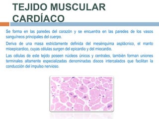 TEJIDO MUSCULAR
CARDÍACO
Se forma en las paredes del corazón y se encuentra en las paredes de los vasos
sanguíneos principales del cuerpo.

Deriva de una masa estrictamente definida del mesénquima asplácnico, el manto
mioepicardico, cuyas células surgen del epicardio y del miocardio.
Las células de este tejido poseen núcleos únicos y centrales, también forman uniones
terminales altamente especializadas denominadas discos intercalados que facilitan la
conducción del impulso nervioso.

 