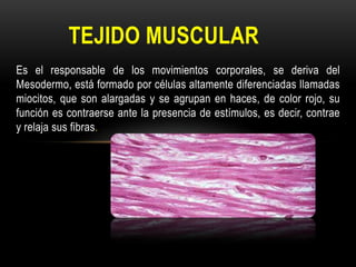 TEJIDO MUSCULAR
Es el responsable de los movimientos corporales, se deriva del
Mesodermo, está formado por células altamente diferenciadas llamadas
miocitos, que son alargadas y se agrupan en haces, de color rojo, su
función es contraerse ante la presencia de estímulos, es decir, contrae
y relaja sus fibras.

 