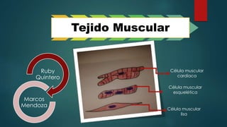 Tejido Muscular
Ruby
Quintero
Marcos
Mendoza
Célula muscular
esquelética
Célula muscular
cardíaca
Célula muscular
lisa
 