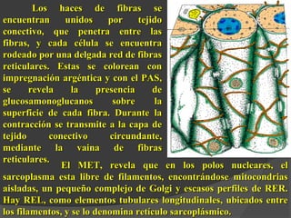 Los haces de fibras seLos haces de fibras se
encuentran unidos por tejidoencuentran unidos por tejido
conectivo, que penetra entre lasconectivo, que penetra entre las
fibras, y cada célula se encuentrafibras, y cada célula se encuentra
rodeado por una delgada red de fibrasrodeado por una delgada red de fibras
reticulares. Estas se colorean conreticulares. Estas se colorean con
impregnación argéntica y con el PAS,impregnación argéntica y con el PAS,
se revela la presencia dese revela la presencia de
glucosamonoglucanos sobre laglucosamonoglucanos sobre la
superficie de cada fibra. Durante lasuperficie de cada fibra. Durante la
contracción se transmite a la capa decontracción se transmite a la capa de
tejido conectivo circundante,tejido conectivo circundante,
mediante la vaina de fibrasmediante la vaina de fibras
reticulares.reticulares.
El MET, revela que en los polos nucleares, elEl MET, revela que en los polos nucleares, el
sarcoplasma esta libre de filamentos, encontrándose mitocondriassarcoplasma esta libre de filamentos, encontrándose mitocondrias
aisladas, un pequeño complejo de Golgi y escasos perfiles de RER.aisladas, un pequeño complejo de Golgi y escasos perfiles de RER.
Hay REL, como elementos tubulares longitudinales, ubicados entreHay REL, como elementos tubulares longitudinales, ubicados entre
los filamentos, y se lo denomina retículo sarcoplásmico.los filamentos, y se lo denomina retículo sarcoplásmico.
 