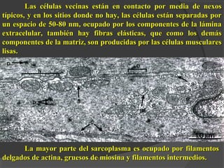 Las células vecinas están en contacto por media de nexosLas células vecinas están en contacto por media de nexos
típicos, y en los sitios donde no hay, las células están separadas portípicos, y en los sitios donde no hay, las células están separadas por
un espacio de 50-80 nm, ocupado por los componentes de la láminaun espacio de 50-80 nm, ocupado por los componentes de la lámina
extracelular, también hay fibras elásticas, que como los demásextracelular, también hay fibras elásticas, que como los demás
componentes de la matriz, son producidas por las células muscularescomponentes de la matriz, son producidas por las células musculares
lisas.lisas.
La mayor parte del sarcoplasma es ocupado por filamentosLa mayor parte del sarcoplasma es ocupado por filamentos
delgados de actina, gruesos de miosina y filamentos intermedios.delgados de actina, gruesos de miosina y filamentos intermedios.
 