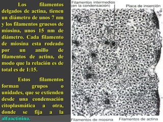Los filamentosLos filamentos
delgados de actina, tienendelgados de actina, tienen
un diámetro de unos 7 nmun diámetro de unos 7 nm
y los filamentos gruesos dey los filamentos gruesos de
miosina, unos 15 nm demiosina, unos 15 nm de
diámetro. Cada filamentodiámetro. Cada filamento
de miosina esta rodeadode miosina esta rodeado
por un anillo depor un anillo de
filamentos de actina, defilamentos de actina, de
modo que la relación es demodo que la relación es de
total es de 1:15.total es de 1:15.
Estos filamentosEstos filamentos
forman grupos oforman grupos o
unidades, que se extiendenunidades, que se extienden
desde una condensacióndesde una condensación
citoplasmática a otra,citoplasmática a otra,
donde se fija a ladonde se fija a la
alfaactinina.alfaactinina.
 