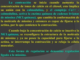 La contracciónLa contracción se inicia cuando aumenta lase inicia cuando aumenta la
concentración de iones de calcio en el citosol, esto implicaconcentración de iones de calcio en el citosol, esto implica
su unión con lasu unión con la calmodulinacalmodulina, y, y el complejo Ca++ -el complejo Ca++ -
calmodulina, activa la enzima quinasa de cadenas livianascalmodulina, activa la enzima quinasa de cadenas livianas
de miosina (MCLquinasa),de miosina (MCLquinasa), que cambia la conformación deque cambia la conformación de
la molécula de miosina y entonces es capaz de fijarse a lala molécula de miosina y entonces es capaz de fijarse a la
actina, por lo que comienza la contracción.actina, por lo que comienza la contracción.
Cuando baja la concentración de calcio se inactiva laCuando baja la concentración de calcio se inactiva la
MCLquinasaMCLquinasa, se reconfigura la estructura de la molécula, se reconfigura la estructura de la molécula
de miosina y ya no posee la capacidad para fijarse a lade miosina y ya no posee la capacidad para fijarse a la
actina, se interrumpe la contracción y se relaja la célulaactina, se interrumpe la contracción y se relaja la célula
muscular.muscular.
Esta forma de regulación se denomina regulaciónEsta forma de regulación se denomina regulación
ligada a la miosina.ligada a la miosina.
 