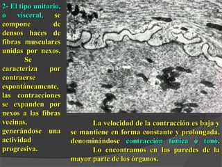 2- El tipo unitario,2- El tipo unitario,
o visceral,o visceral, sese
compone decompone de
densos haces dedensos haces de
fibras muscularesfibras musculares
unidas por nexos.unidas por nexos.
SeSe
caracteriza porcaracteriza por
contraersecontraerse
espontáneamente,espontáneamente,
las contraccioneslas contracciones
se expanden porse expanden por
nexos a las fibrasnexos a las fibras
vecinas,vecinas,
generándose unagenerándose una
actividadactividad
progresiva.progresiva.
La velocidad de la contracción es baja yLa velocidad de la contracción es baja y
se mantiene en forma constante y prolongada,se mantiene en forma constante y prolongada,
denominándosedenominándose contracción tónica o tonocontracción tónica o tono..
Lo encontramos en las paredes de laLo encontramos en las paredes de la
mayor parte de los órganos.mayor parte de los órganos.
 