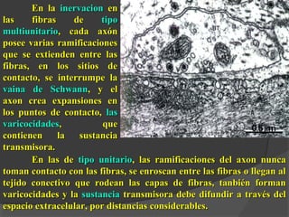 En laEn la inervacioninervacion enen
las fibras delas fibras de tipotipo
multiunitariomultiunitario, cada axón, cada axón
posee varias ramificacionesposee varias ramificaciones
que se extienden entre lasque se extienden entre las
fibras, en los sitios defibras, en los sitios de
contacto, se interrumpe lacontacto, se interrumpe la
vaina de Schwannvaina de Schwann, y el, y el
axon crea expansiones enaxon crea expansiones en
los puntos de contacto,los puntos de contacto, laslas
varicocidadesvaricocidades, que, que
contienen la sustanciacontienen la sustancia
transmisora.transmisora.
En las deEn las de tipo unitariotipo unitario, las ramificaciones del axon nunca, las ramificaciones del axon nunca
toman contacto con las fibras, se enroscan entre las fibras o llegan altoman contacto con las fibras, se enroscan entre las fibras o llegan al
tejido conectivo que rodean las capas de fibras, tanbién formantejido conectivo que rodean las capas de fibras, tanbién forman
varicocidades y lavaricocidades y la sustanciasustancia transmisora debe difundir a través deltransmisora debe difundir a través del
espacio extracelular, por distancias considerables.espacio extracelular, por distancias considerables.
 