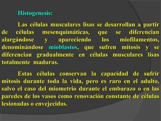 Histogenesis:Histogenesis:
Las células musculares lisas se desarrollan a partirLas células musculares lisas se desarrollan a partir
de células mesenquimáticas, que se diferenciande células mesenquimáticas, que se diferencian
alargándose y apareciendo los miofilamentos,alargándose y apareciendo los miofilamentos,
denominándosedenominándose mioblastosmioblastos, que sufren mitosis y se, que sufren mitosis y se
diferencian gradualmente en células musculares lisasdiferencian gradualmente en células musculares lisas
totalmente maduras.totalmente maduras.
Estas células conservan la capacidad de sufrirEstas células conservan la capacidad de sufrir
mitosis durante toda la vida, pero es raro en el adulto,mitosis durante toda la vida, pero es raro en el adulto,
salvo el caso del miometrio durante el embarazo o en lassalvo el caso del miometrio durante el embarazo o en las
paredes de los vasos como renovación constante de célulasparedes de los vasos como renovación constante de células
lesionadas o envejecidas.lesionadas o envejecidas.
 