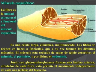 Músculo esquelético:Músculo esquelético:
Es una célula larga, cilíndrica, multinucleada. Las fibras seEs una célula larga, cilíndrica, multinucleada. Las fibras se
reúnen en haces o fascículos, que a su vez forman los distintosreúnen en haces o fascículos, que a su vez forman los distintos
músculos. El músculo esta rodeado de capas de tejido conectivo, elmúsculos. El músculo esta rodeado de capas de tejido conectivo, el
epimisio, el perimisio,epimisio, el perimisio, y por último ely por último el endomisio.endomisio.
Junto con glucosaminoglucanos forman una lámina externa,Junto con glucosaminoglucanos forman una lámina externa,
alrededor de cada fibra, esto permite el movimiento independientealrededor de cada fibra, esto permite el movimiento independiente
de cada una (célula) del fascículo.de cada una (célula) del fascículo.
La fibra esLa fibra es
lala unidadunidad
estructuralestructural
y funcionaly funcional
deldel
músculomúsculo
esqueléticoesquelético
 