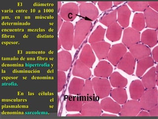 El diámetroEl diámetro
varia entre 10 a 1000varia entre 10 a 1000
µm, en un músculoµm, en un músculo
determinado sedeterminado se
encuentra mezclas deencuentra mezclas de
fibras de distintofibras de distinto
espesor.espesor.
El aumento deEl aumento de
tamaño de una fibra setamaño de una fibra se
denominadenomina hipertrofiahipertrofia yy
la disminución della disminución del
espesor se denominaespesor se denomina
atrofia.atrofia.
En las célulasEn las células
musculares elmusculares el
plasmalema seplasmalema se
denominadenomina sarcolemasarcolema..
 