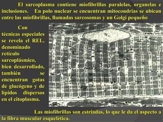 El sarcoplasma contiene miofibrillas paralelas, organelas eEl sarcoplasma contiene miofibrillas paralelas, organelas e
inclusiones.inclusiones. En polo nuclear se encuentran mitocondrias se ubicanEn polo nuclear se encuentran mitocondrias se ubican
entre las miofibrillas, llamadas sarcosomas y un Golgi pequeñoentre las miofibrillas, llamadas sarcosomas y un Golgi pequeño
Las miofibrillas son estriadas, lo que le da el aspecto aLas miofibrillas son estriadas, lo que le da el aspecto a
la fibra muscular esquelética.la fibra muscular esquelética.
ConCon
técnicas especialestécnicas especiales
se revela el REL,se revela el REL,
denominadodenominado
retículoretículo
sarcoplásmico,sarcoplásmico,
bien desarrollado,bien desarrollado,
también setambién se
encuentran gotasencuentran gotas
de glucógeno y dede glucógeno y de
lípidos dispersoslípidos dispersos
en el citoplasma.en el citoplasma.
 